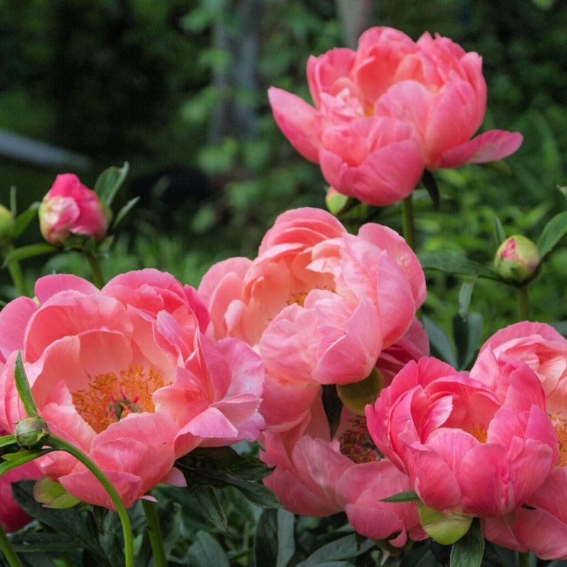 Peonies