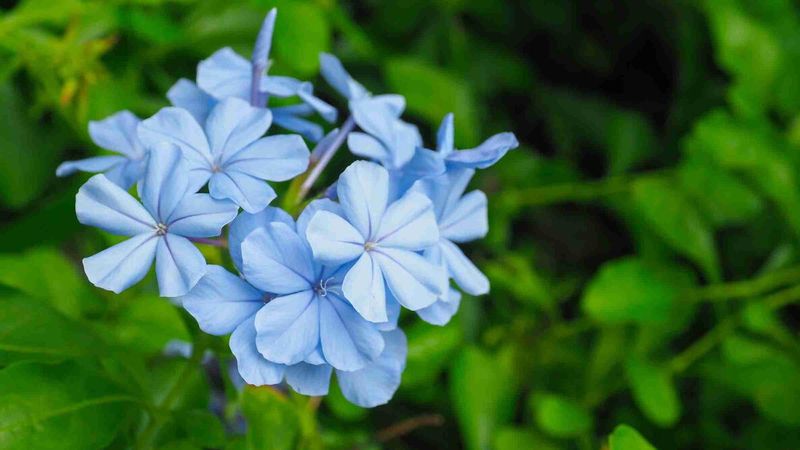 Plumbago (Cape Leadwort)