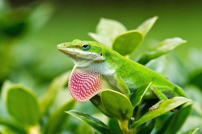 A Missing Anole Is Not a Missing Population