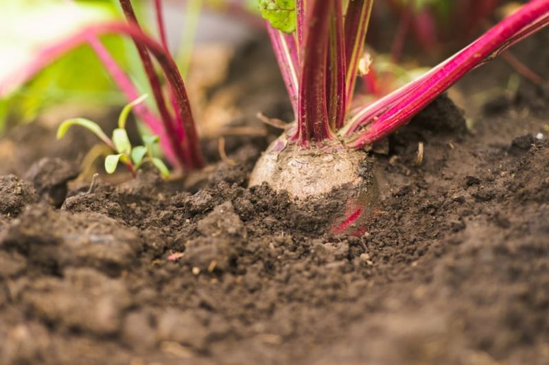 The practical rule to remember before you seed