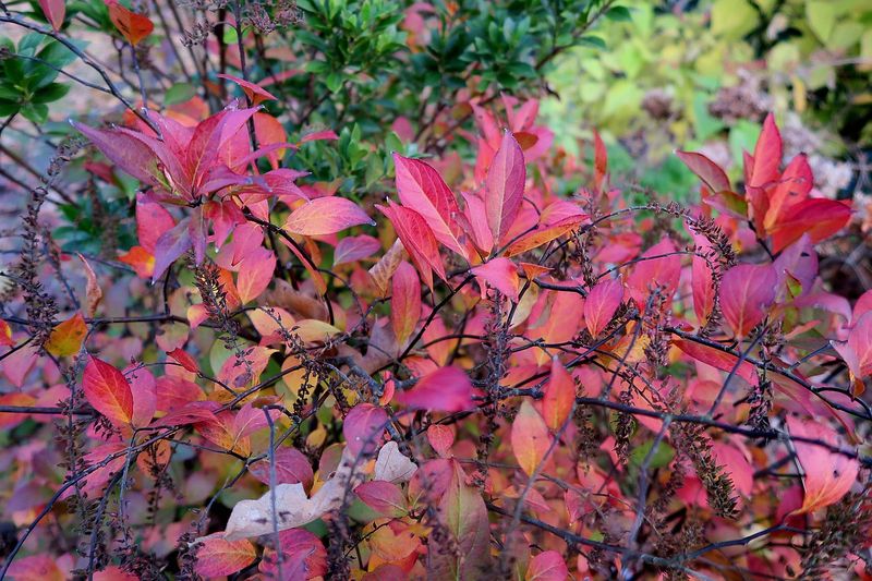 A native alternative, not a copy of burning bush