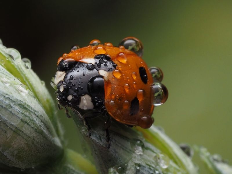 Ladybug