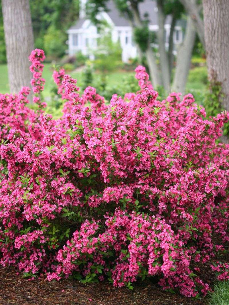 Weigela