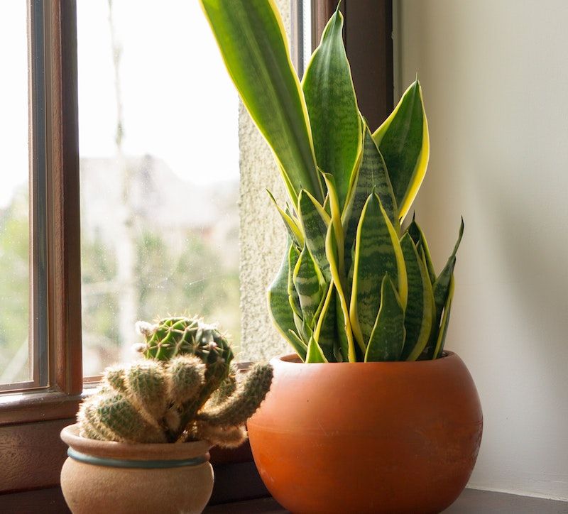 Keep the snake plant as decor, not as an air-quality appliance