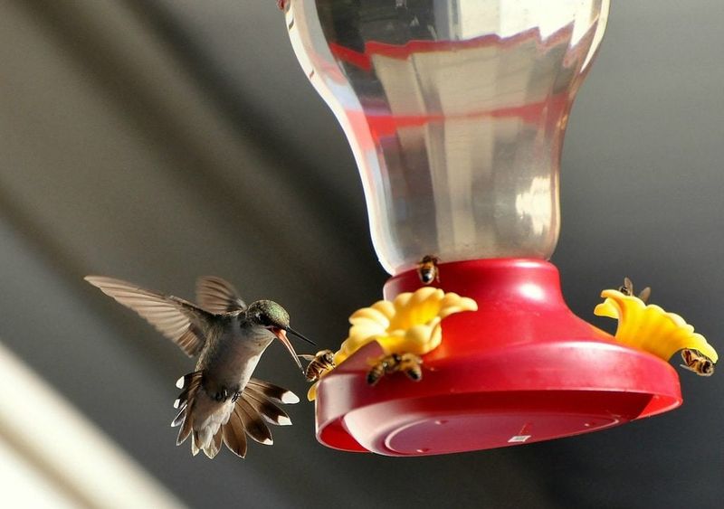 Wasps, Hornets, and Yellow Jackets