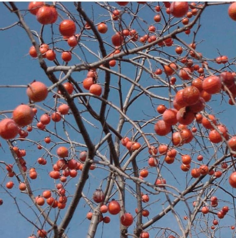 Plant for a long-term possibility, not a yearly promise