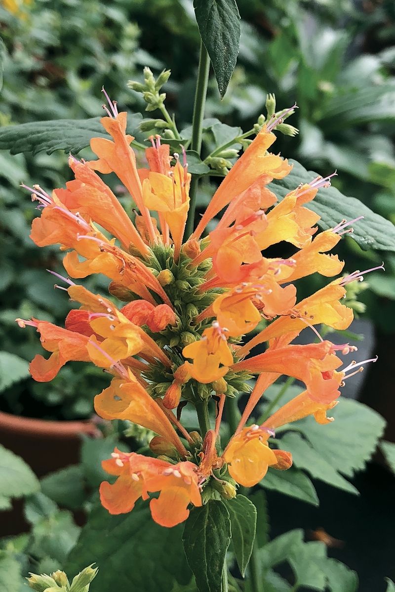 Agastache (Hummingbird Mint)