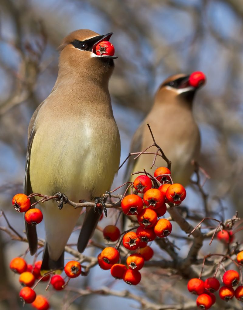 Cedar Waxwing