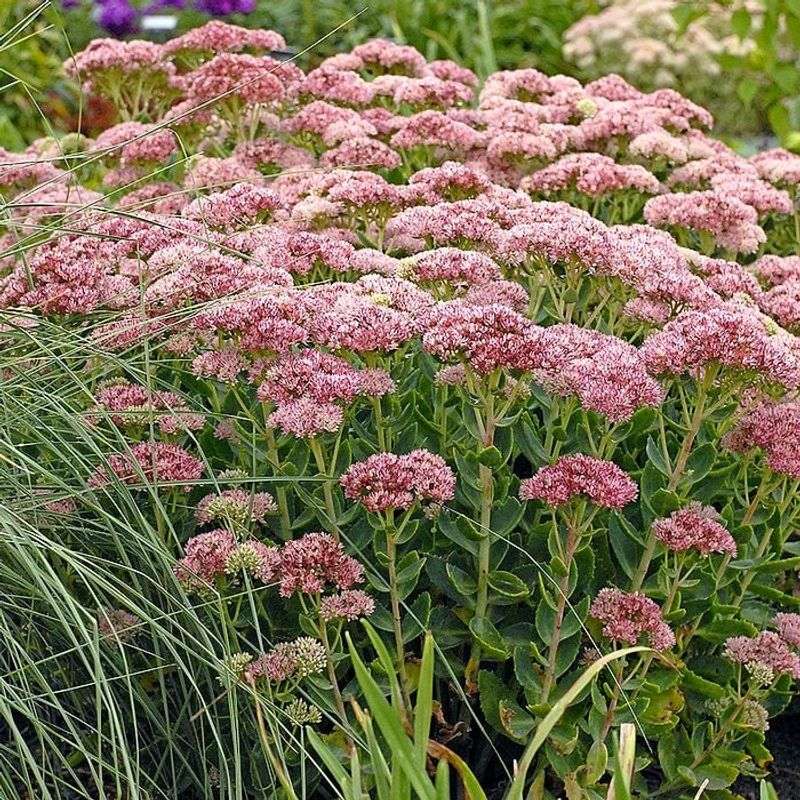 Sedum (Stonecrop)