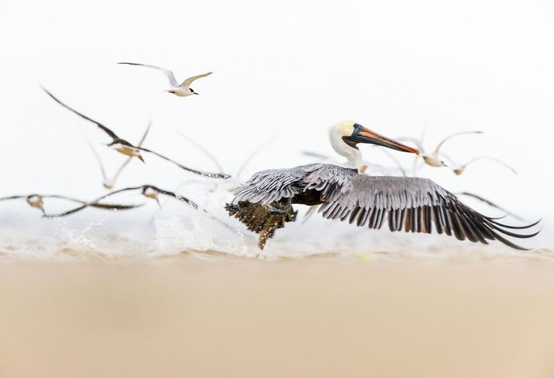 Brown Pelican