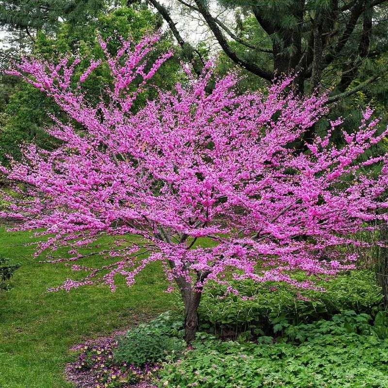 Eastern Redbud (Cercis canadensis)