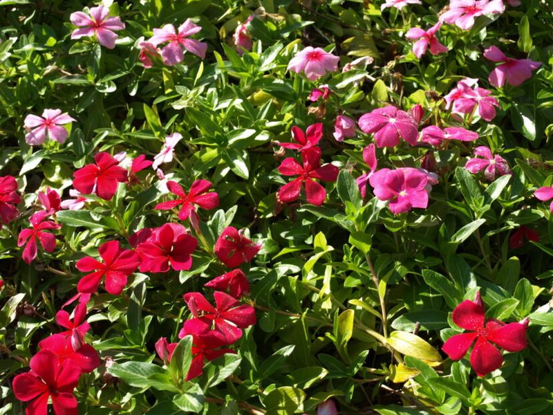 Vinca (Periwinkle)