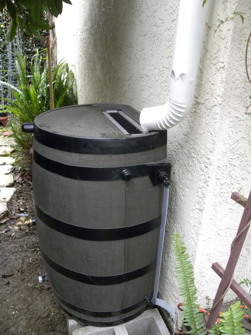 A rain barrel can reduce watering work, not eliminate it