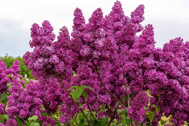 Panicle-Style Lilac
