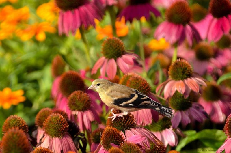 Add Late-Blooming Native Perennials for Pollinators and Goldfinches