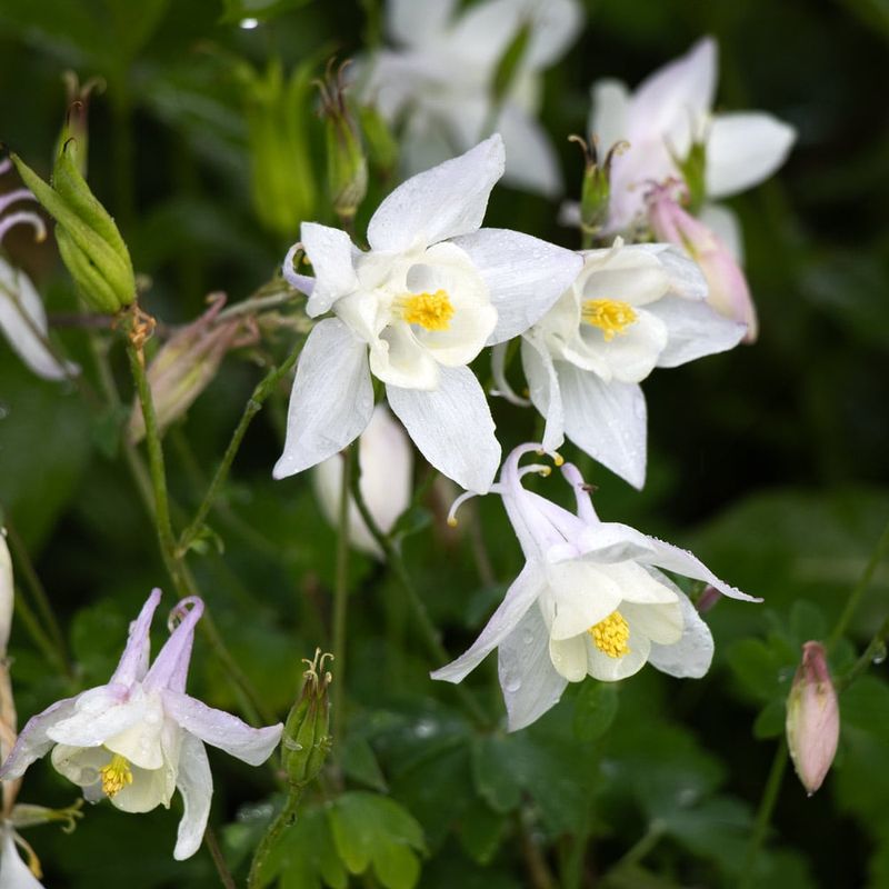 Columbine (Aquilegia)
