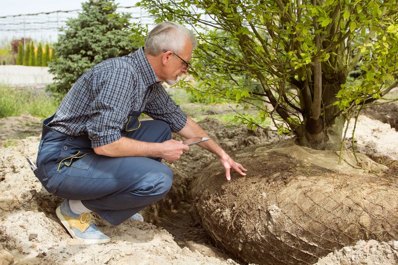 A viable transplant begins months before the tree leaves the ground