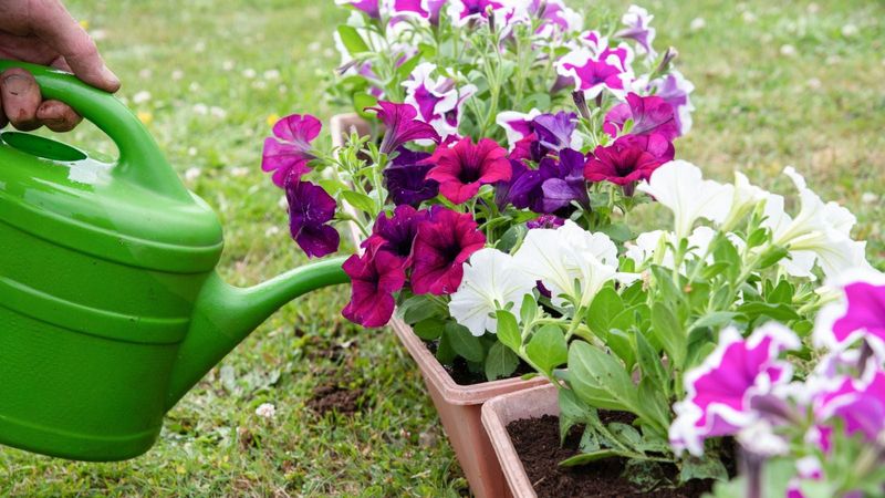 Ensure Proper Watering