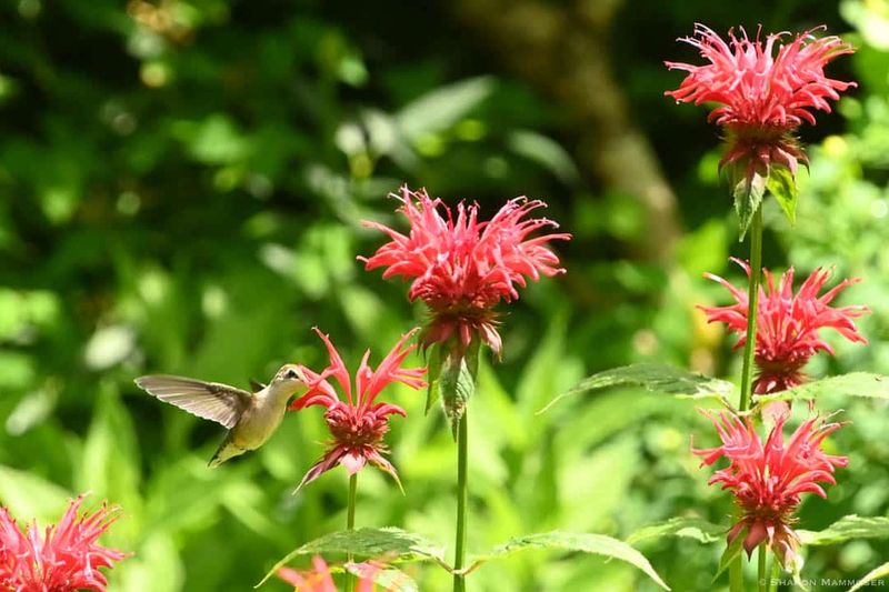 Bee Balm (Monarda didyma)