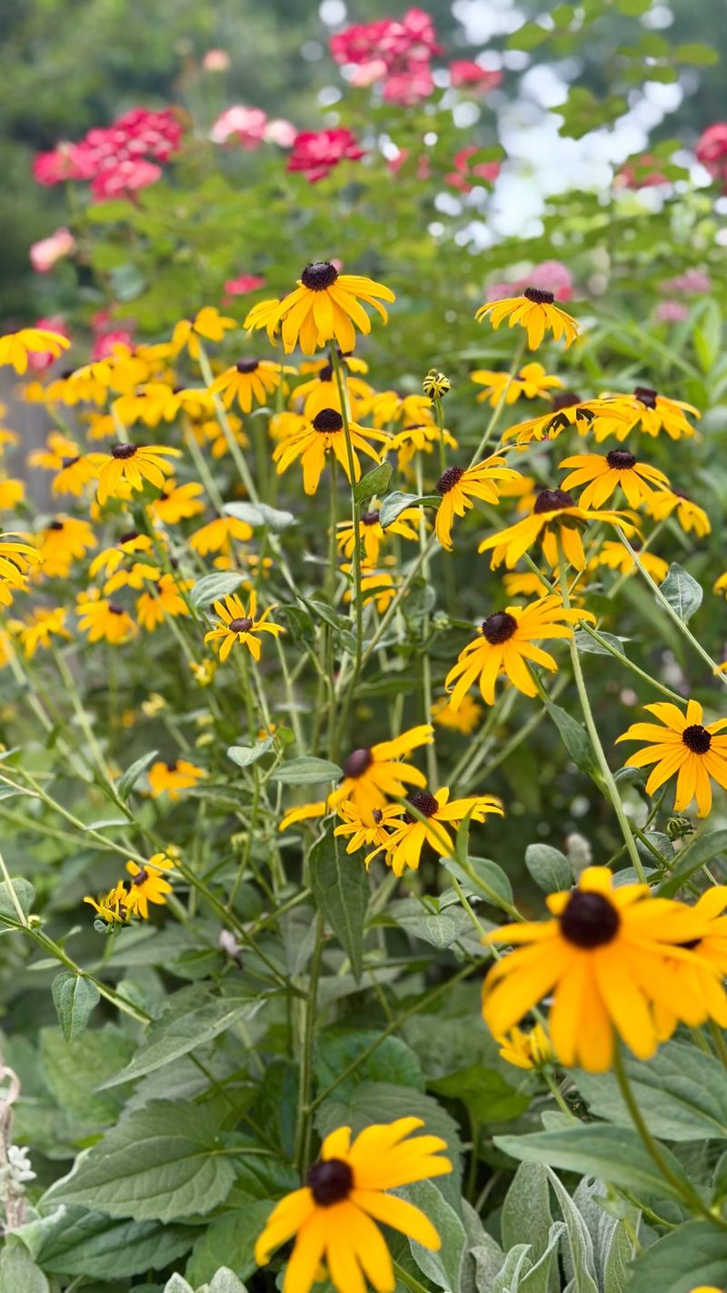 Choose between more flowers and more seedheads