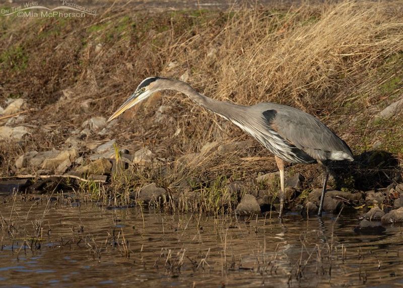 A heron signals a foraging opportunity, not a report from underground