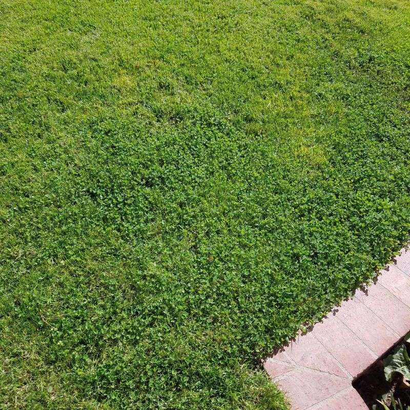 A clover patch does not guarantee a fertilizer-free lawn