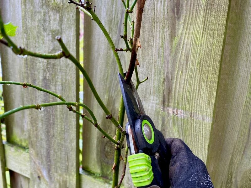 Prune Only What's Dead, Damaged, or Diseased
