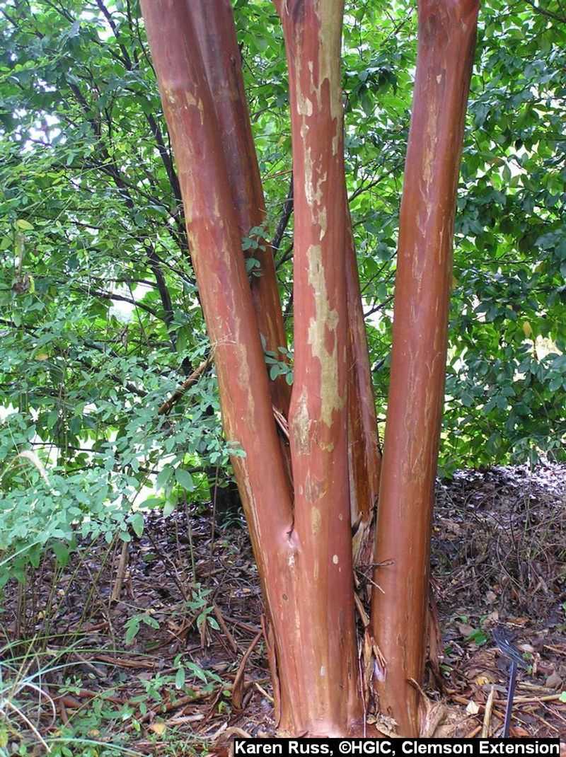 Crape myrtles often peel in summer—but not every tree does