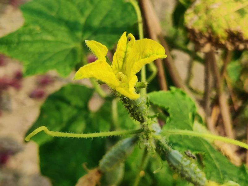 The Plant Is Only Making Male Flowers