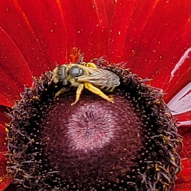 Tiny Halictid Sweat Bees