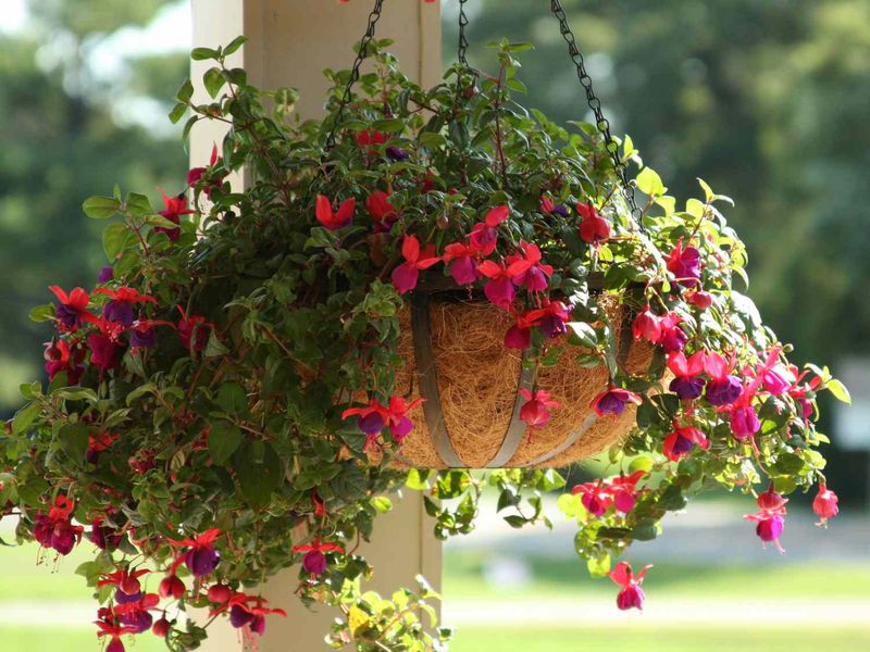 Heat can wilt petunias even when the mix is moist