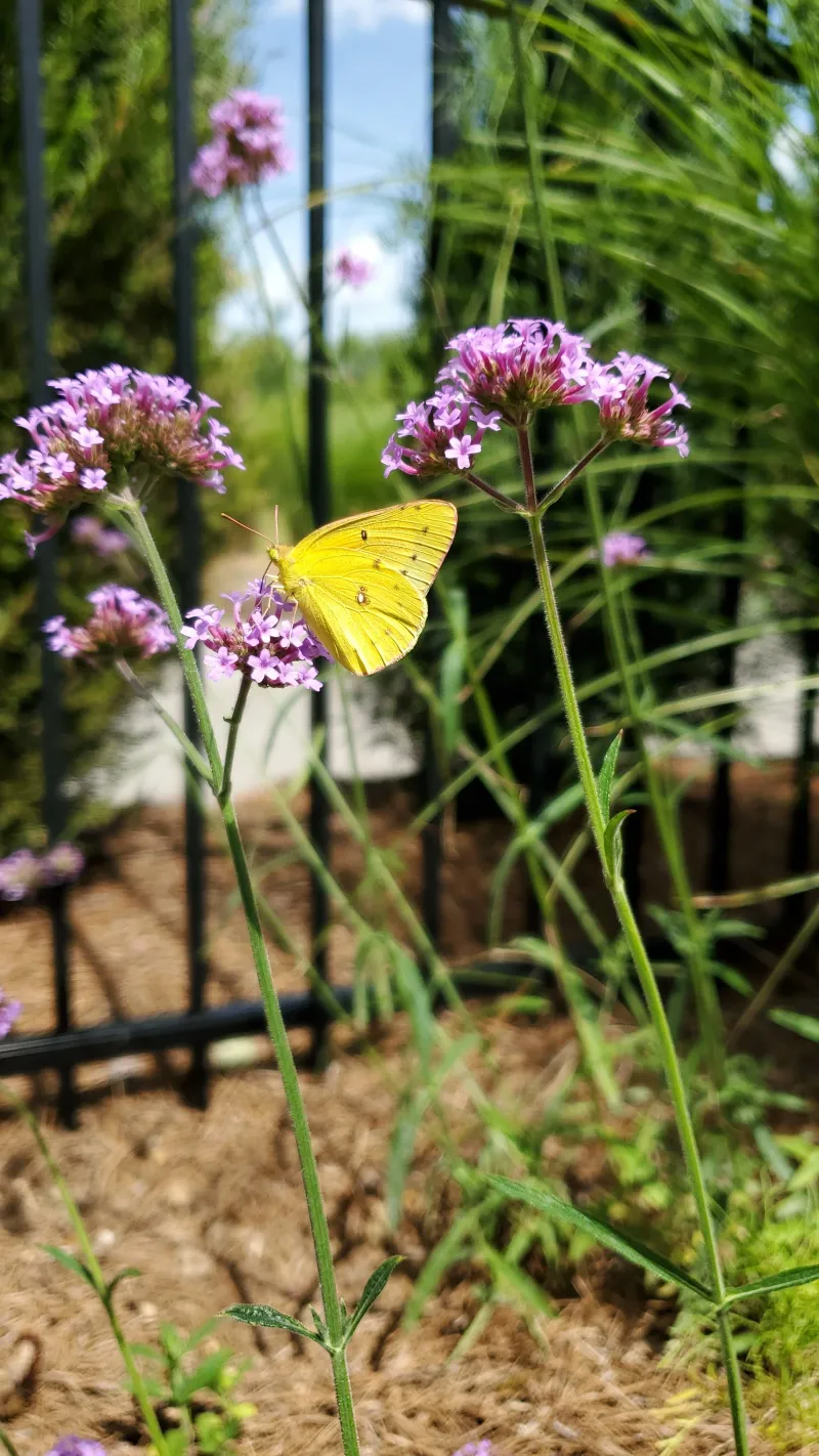 Verbena (Verbena bonariensis)