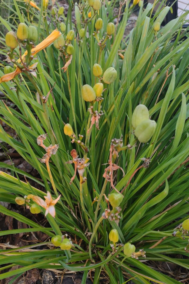Remove Old Flower Scapes and Seed Pods