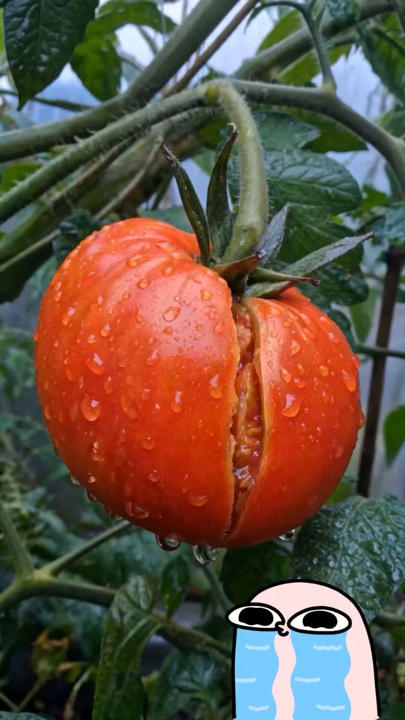 Dry-to-Wet Swings Stretch Ripening Fruit