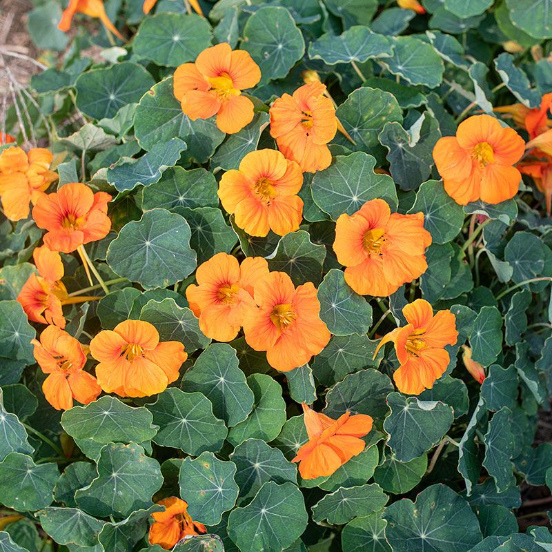 Nasturtiums