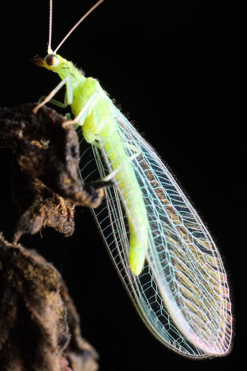 Green Lacewings