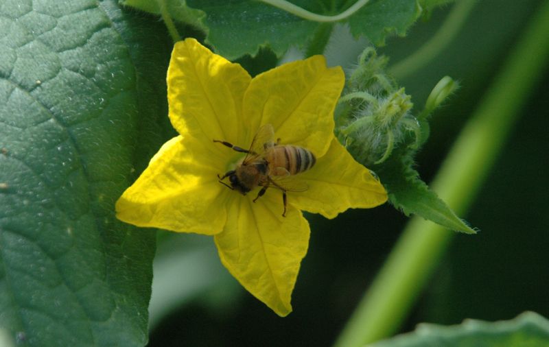 Ensure Adequate Pollination