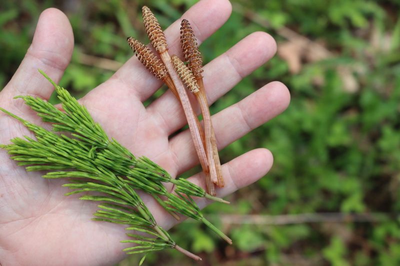 Identify the horsetail before choosing a method