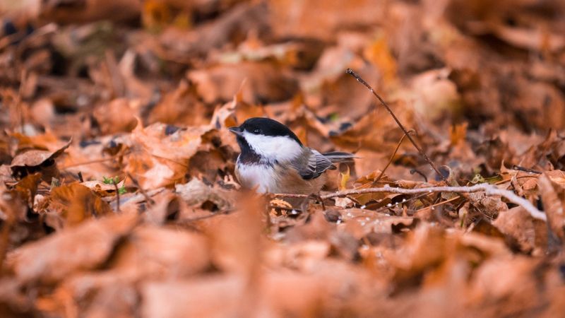 Fallen Leaves and Leaf Litter