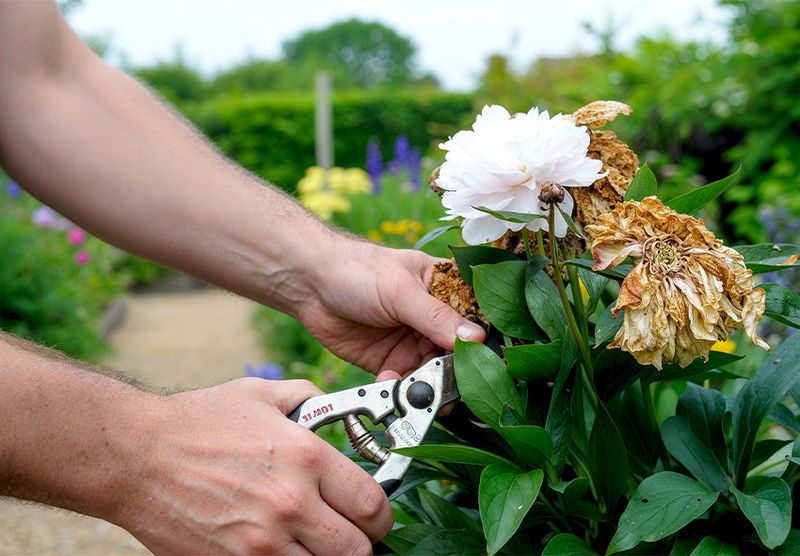 Deadhead faded peonies, but do not blame flopping on missed cleanup