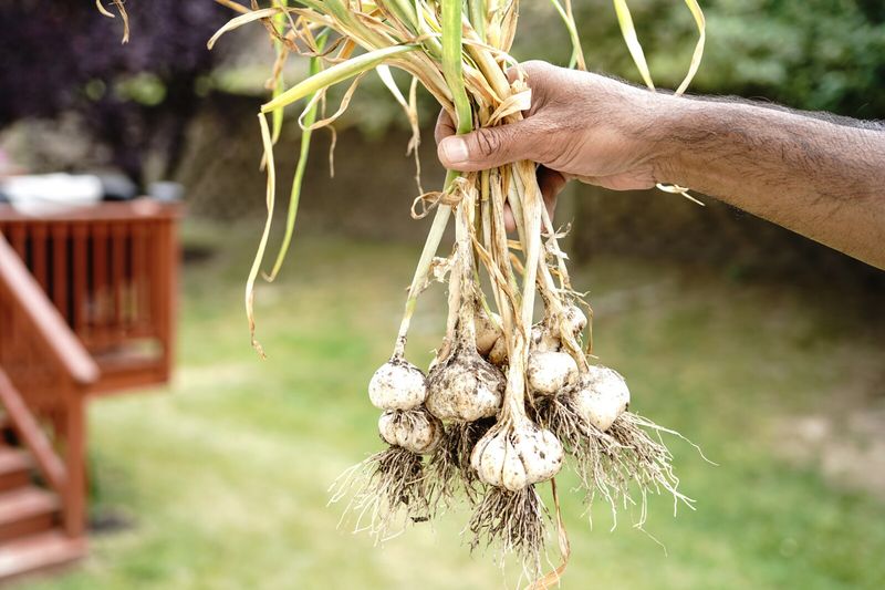 Harvest Timing Can Make a Good Bulb Seem Too Small