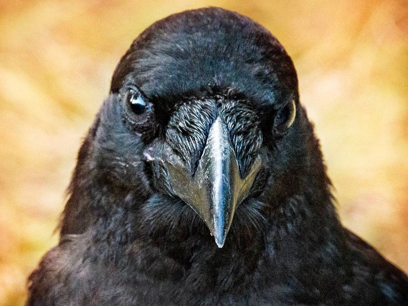 What the Crow Remembers Is Narrower Than “Everything You Did”
