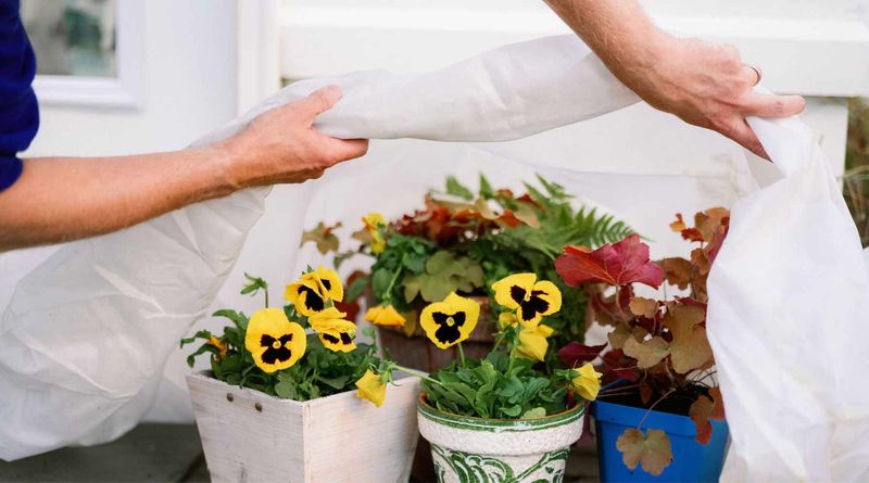 Shelter the pot when severe cold threatens