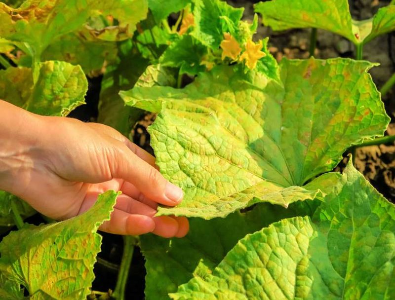 Yellow leaves are a warning sign, not a diagnosis