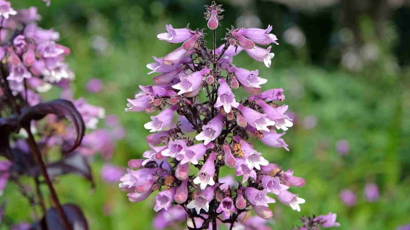 Penstemon (Beardtongue)