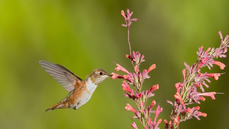Hummingbird Mints (Agastache spp.)