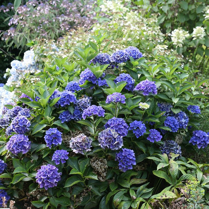 Adjust watering for weather, soil, exposure, and plant age