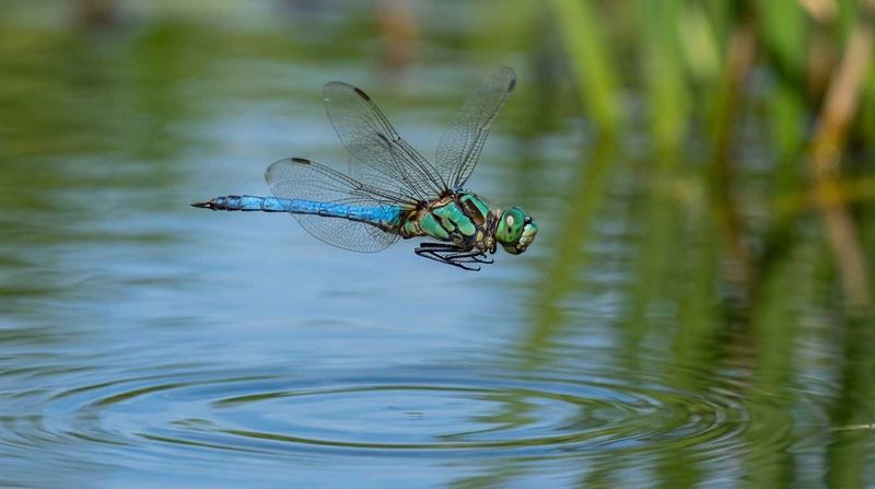 Protect the pond’s predators and native wildlife