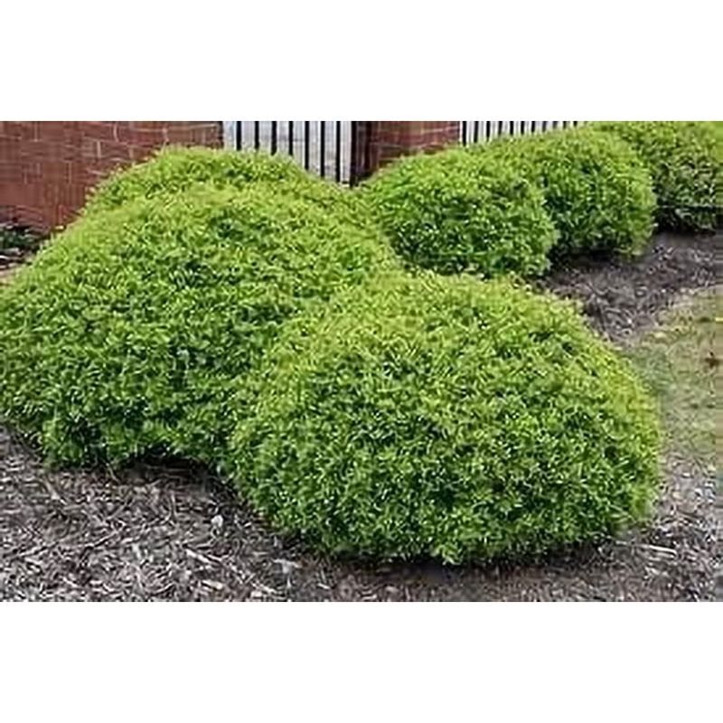 ‘Dwarf’ still means a substantial shrub
