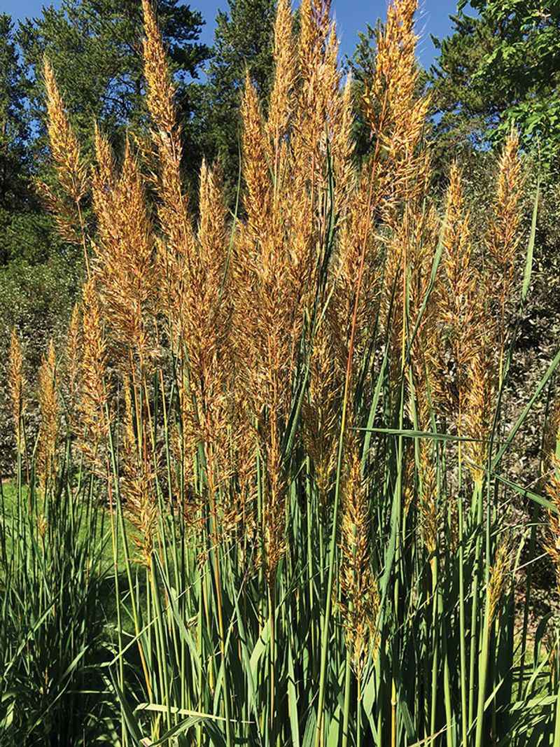 Indiangrass (Sorghastrum nutans)
